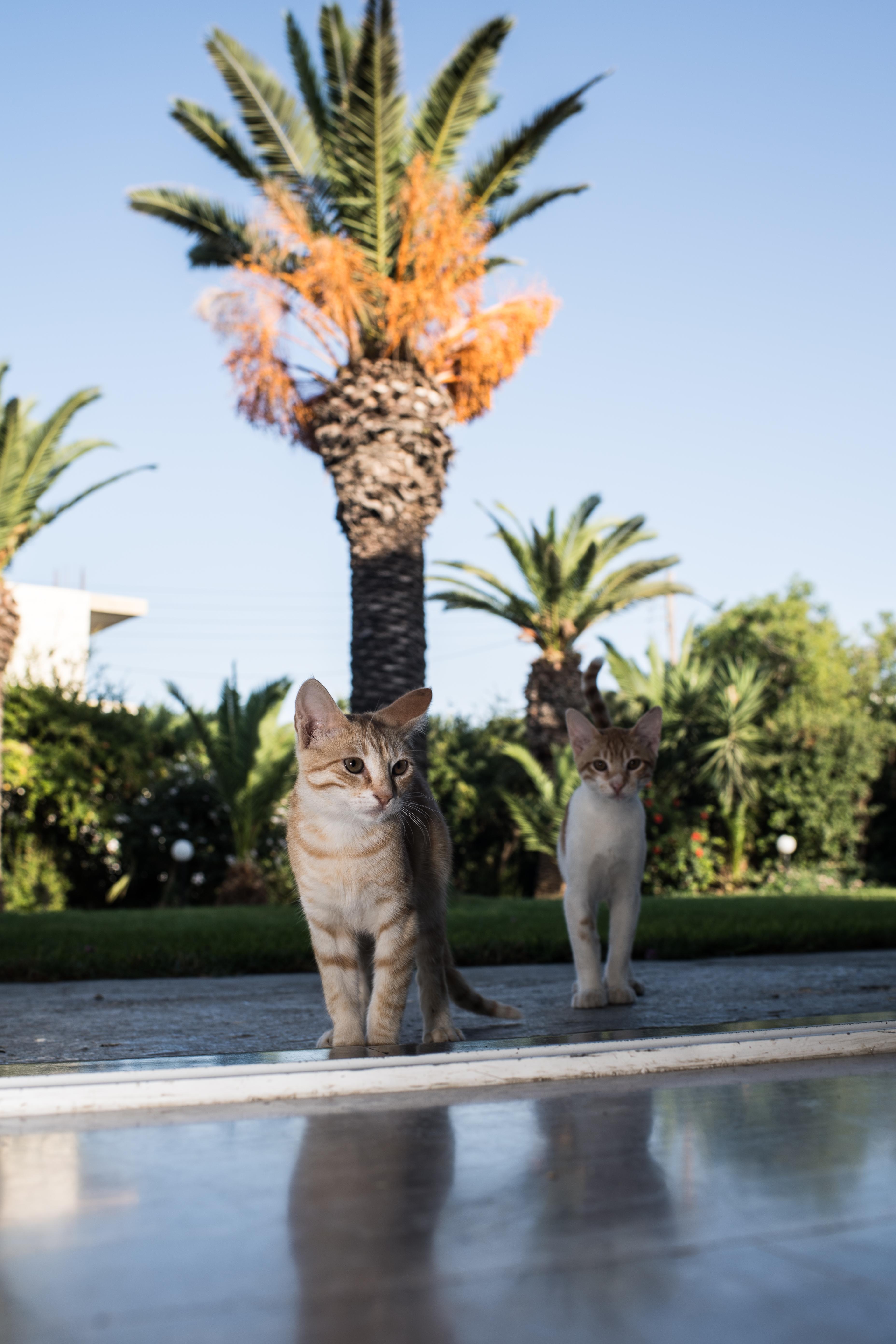 Gorgona Hotel Amoudara  Bagian luar foto